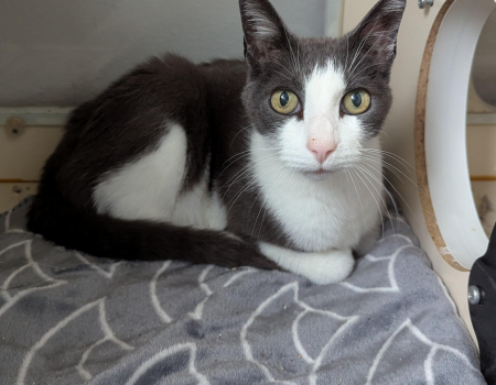 Screenshot 2025-06-02 203636kittykat